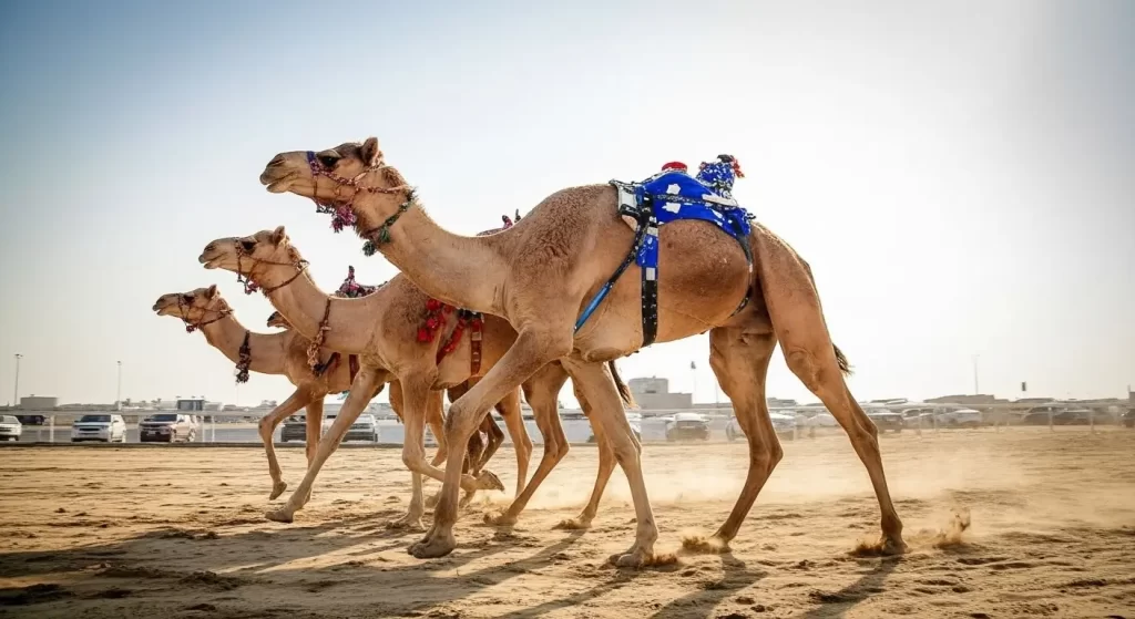 Camels racing in Dubai - The Dubai Nomad